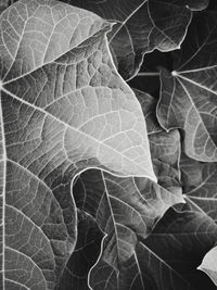 Close-up of dried leaves