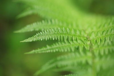 Close-up of fern leaf