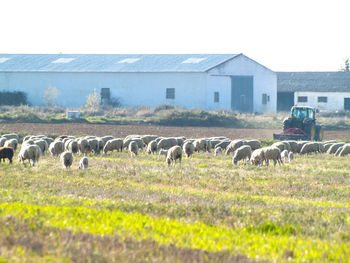 Sheep on field against sky