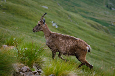 Side view of deer standing on field