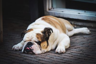 Close-up of dog sleeping