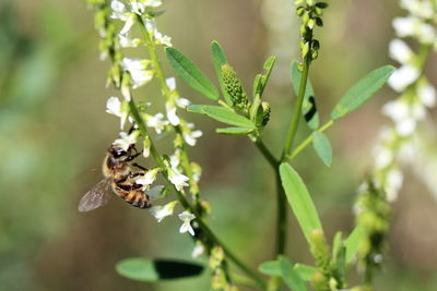 Close-up of bee pollinating flower