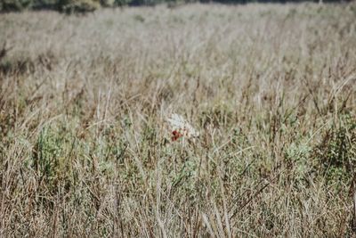 Close-up of grass on field