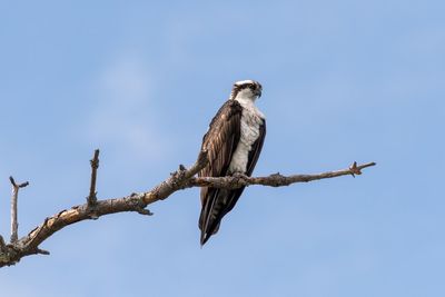 Low angle view of eagle perching on branch against sky