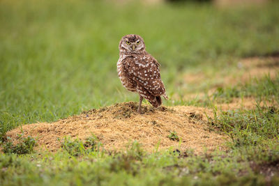 Adult burrowing owl athene cunicularia perched outside its burrow on marco island, florida