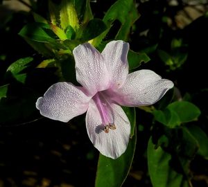 Close-up of flowers blooming outdoors