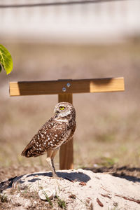 Burrowing owl athene cunicularia perched outside its burrow on marco island, florida