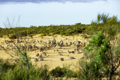 Panoramic view of trees on landscape against sky