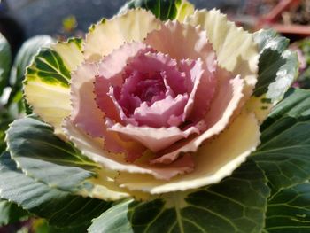 Close-up of pink flower