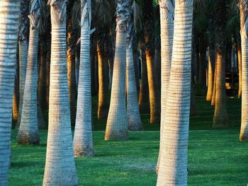 Trees on grass