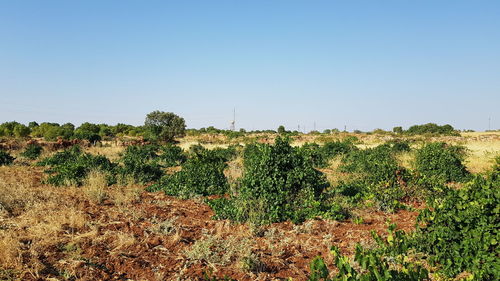 Scenic view of field against clear sky