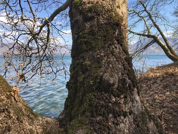 Tree trunk by lake against sky
