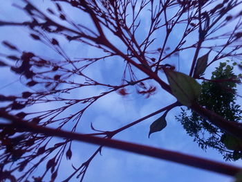 Low angle view of flower tree against sky