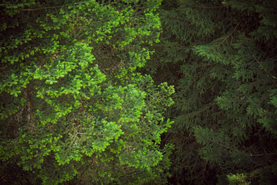 Full frame shot of ivy growing on tree