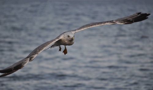 Seagulls flying over sea