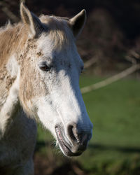 Close-up of horse on field