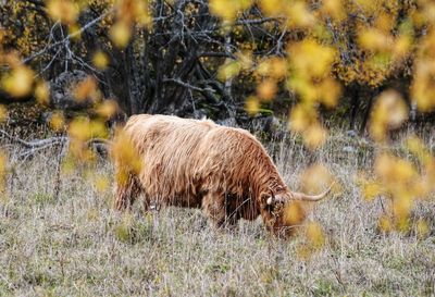 Sheep grazing in a field
