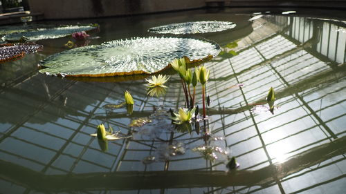 Close-up of water lily amidst leaves in lake