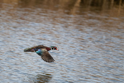 Bird flying over a lake