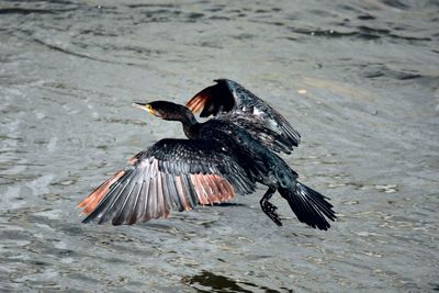 Cormorant flying over lake