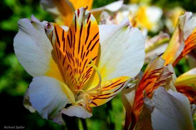 Close-up of flower