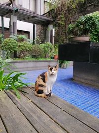 Cat sitting on wooden wall