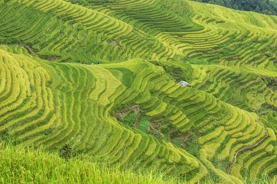 Scenic view of rice paddy