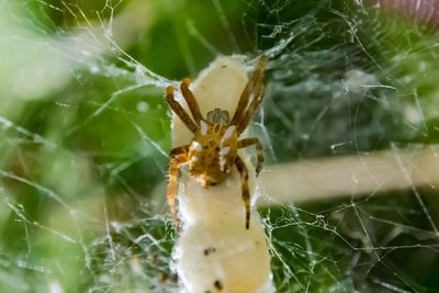 Close-up of spider on web