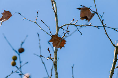 Low angle view of bird on branch against sky