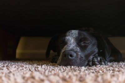 Dog sleeping on rug at home