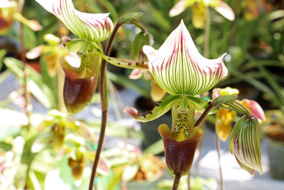 Close-up of flowering plant