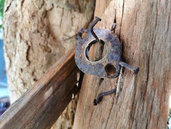 Close-up of rusty metal on tree trunk