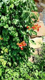 Close up of red flowers