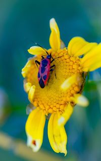 Close-up of insect on yellow flower