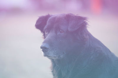 Close-up of a dog looking away