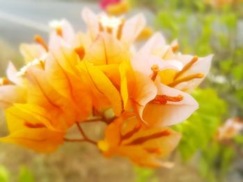 Close-up of day lily blooming outdoors