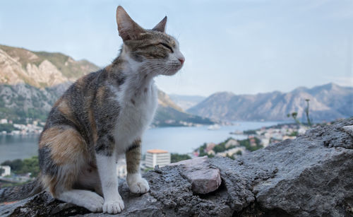 Cat looking away on rock