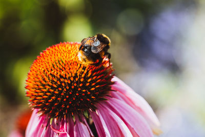 Close-up of bee pollinating on flower