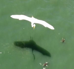 Close-up of swan swimming in water