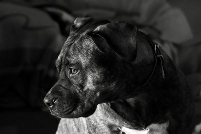 Close-up of dog looking away