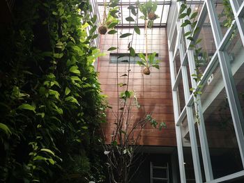 Ivy growing on building