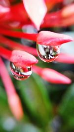 Close-up of water drops on pink flower