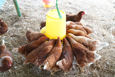 Bird flu, farm chickens, h5n1 h5n6 avian influenza