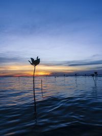 Silhouette plant against sea during sunset