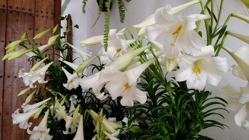 Close-up of white flowering plant