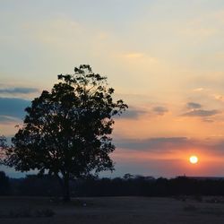 Silhouette tree against sky during sunset