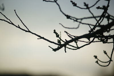 Low angle view of silhouette bare tree against sky