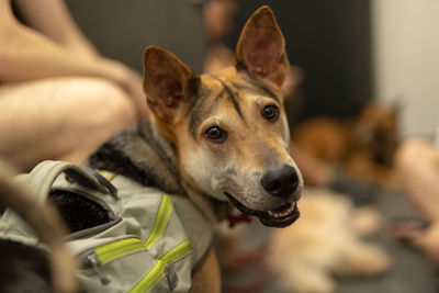 Close-up portrait of dog by outdoors