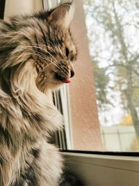 Close-up of cat looking through window