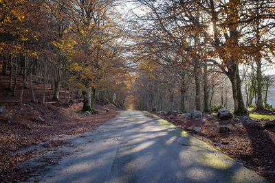 Road amidst trees in forest during autumn